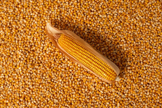 Maïs séché en grains